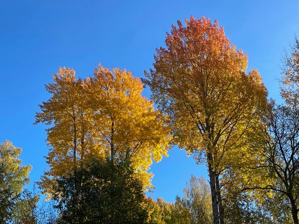 Herfst in Zweden